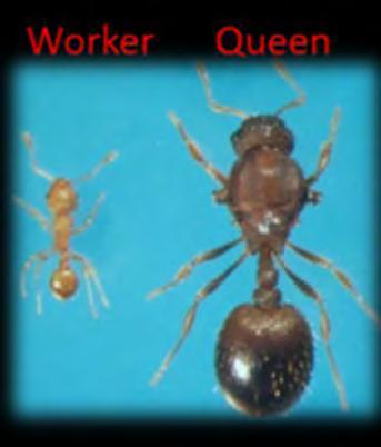 Life Styles of LFA LFA Reproduction Queen mates with male to produce sterile workers.