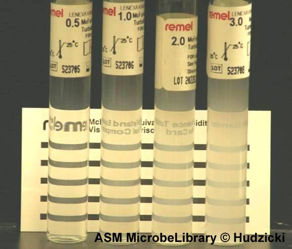 FIG. 1. McFarland standards (left to right) 0.5, 1.0, 2.0, 3.0, positioned in front of a Wickerham card. McFarland standards are used to prepare bacterial suspensions to a specified turbidity.