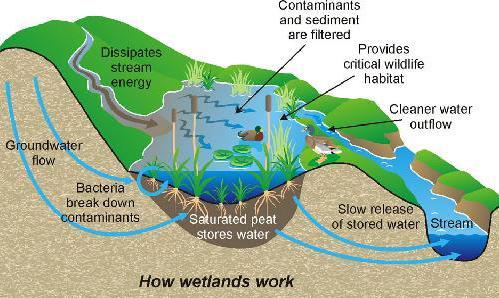 Wetlands and Stream Interact Similar to streams and lakes, wetlands can receive ground-water inflow, recharge ground water, or do both.