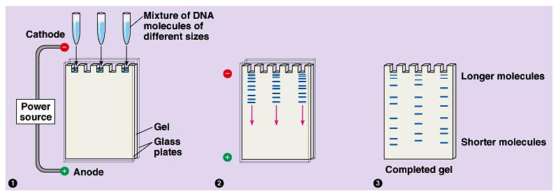 Running a gel fragments of DNA separate