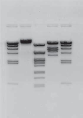 Lesson 3: Lab Consideration 3. How Can the DNA Be Made Visible? What color was the DNA before you added loading dye? The DNA is a colorless solution. 1.