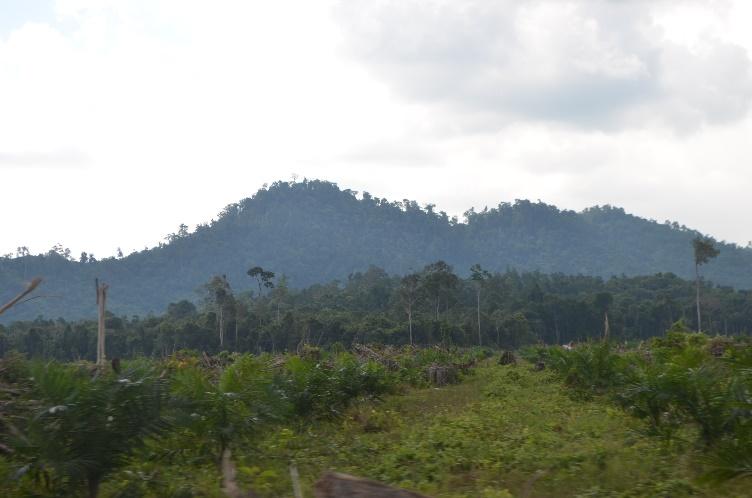 activities Carbon certificate : Laman Satong, West Kalimantan : 1,070