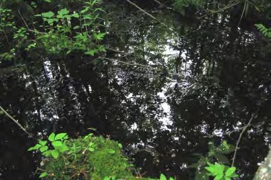 Silver Maple-Green Ash Swamp (5) Black Spruce Swamp (5)