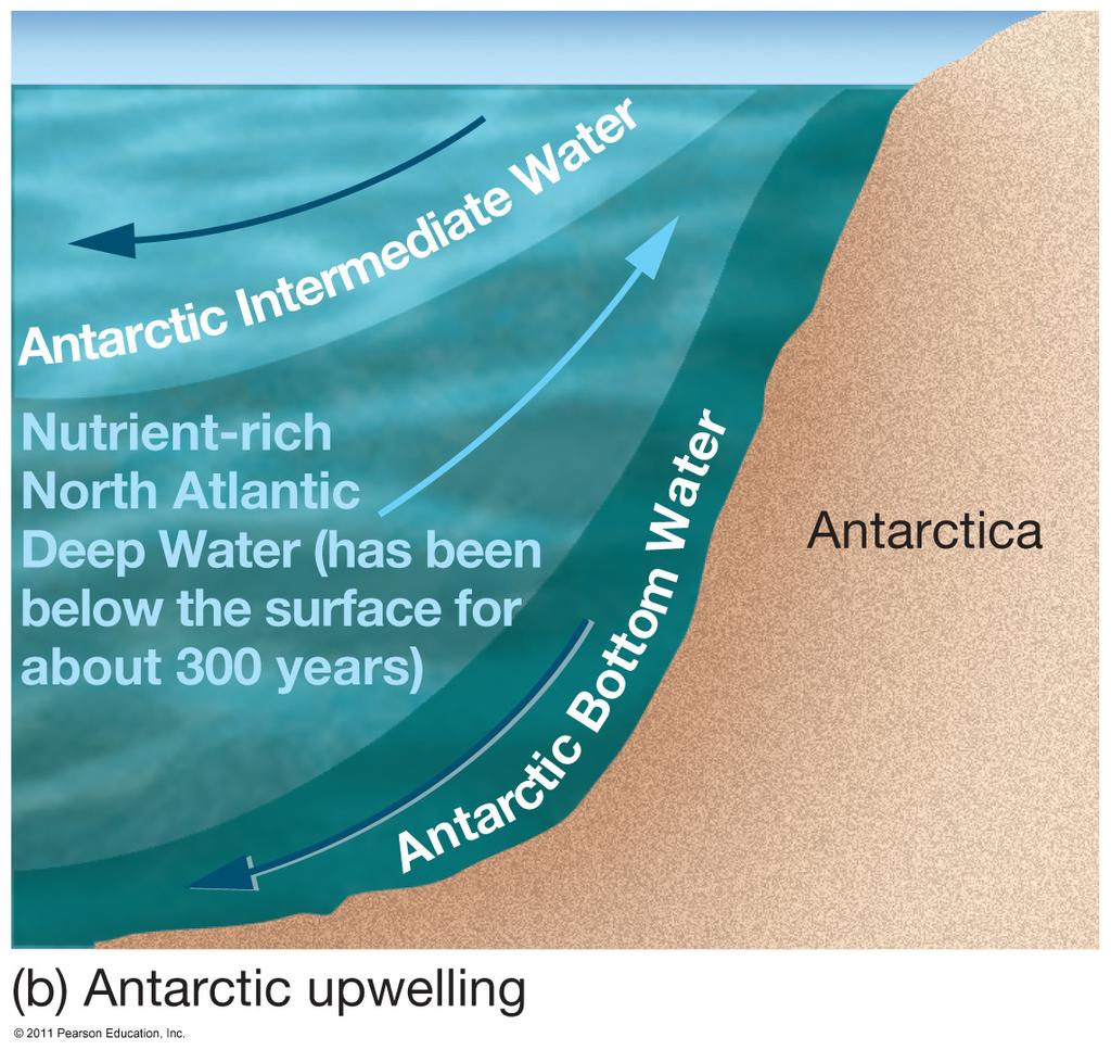 Polar Ocean Productivity Antarctic productivity slightly greater than Arctic North