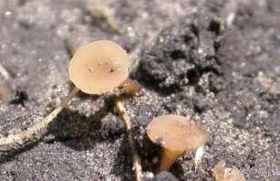one of the worst soybean white mold years ever witnessed in the Midwest. That white mold epidemic resulted in production of countless sclerotia, the white mold seed structure.