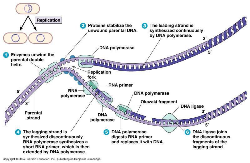 DNA replication -Enzymes: DNA polymerase, DNA ligase primase