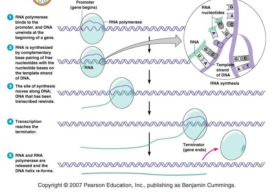 RNA transcription -Enzymes: RNA polymerase -Promoters and terminators