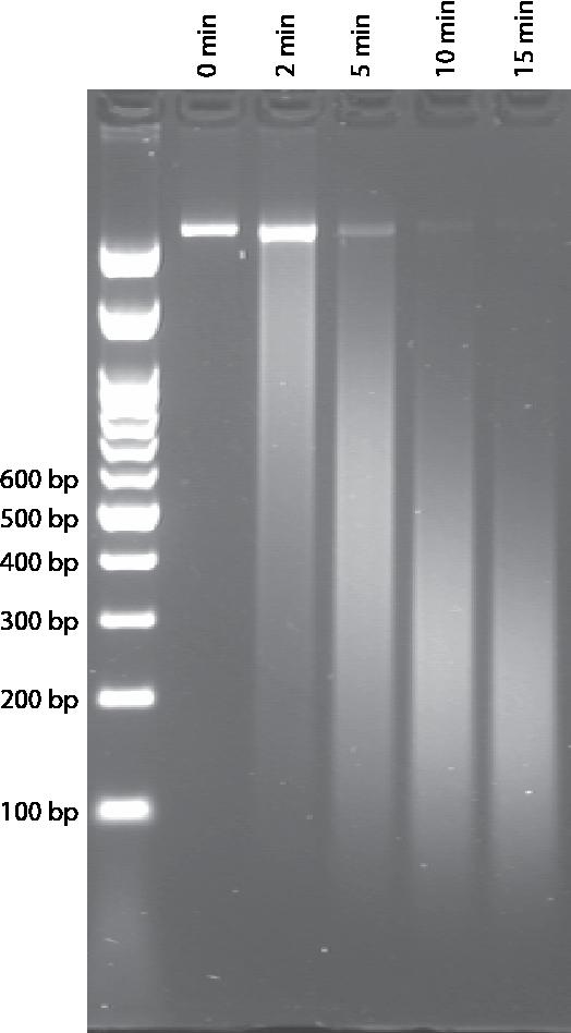 Figure 1. Time course of shearing time course for HeLa chromatin.