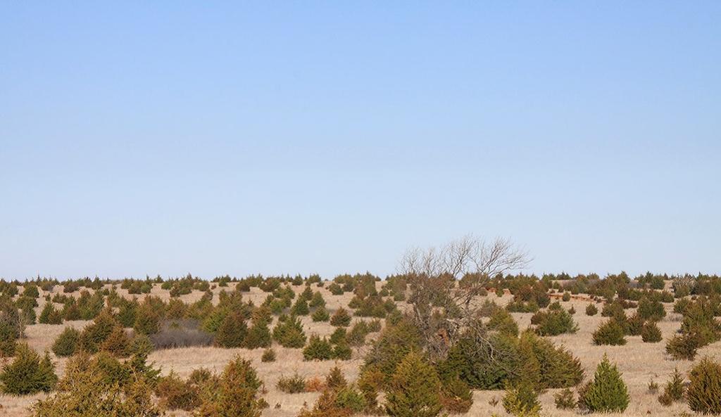 Agriculture Newsletter February / March 2014 Daily Water Use of REDCEDARS By - Sean Hubbard Page 1 The sneeze-causing, waterguzzling, fire hazard eastern redcedar is no stranger to Oklahoma.