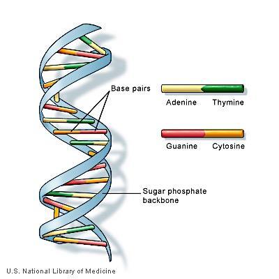 The sugar molecule in DNA is a monosaccharide (single sugar) called deoxyribose.