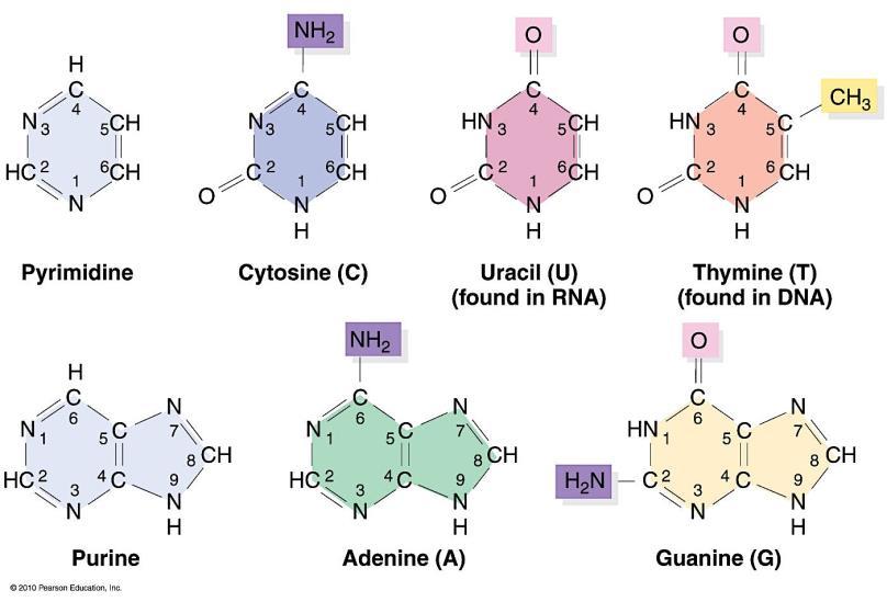 There are FIVE different nitrogenous bases that fall into two different categories (some that are part of the structure of DNA, and some that are