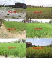Trial in 2016 6/18/2018 Different stages of a SRI demo field Water depth Water table changes during an irrigation event Water table changes of a SRI field and location of the sensor Rice water