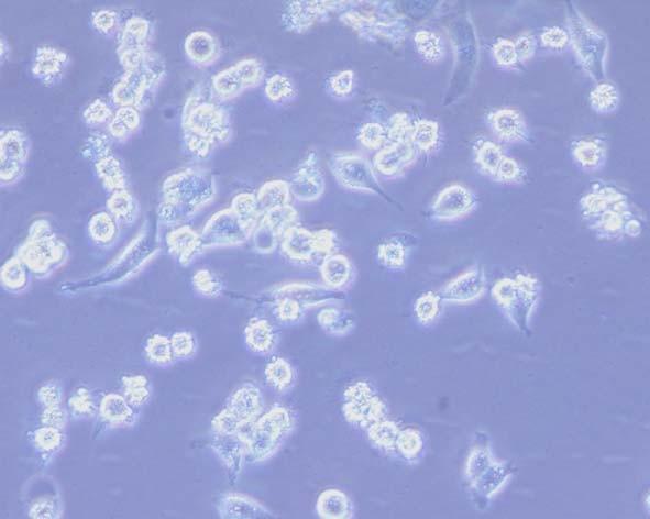 NIH3T3 cells with 2 µl of Lipodin-Pro reagent in 24-well plates.