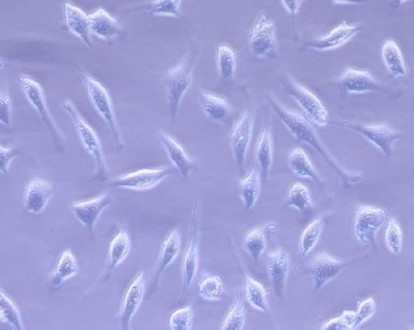 Delivery of Active Caspase-3 Induces Apoptosis HeLa cells in a 24-well plate were treated with 15 ng of active human