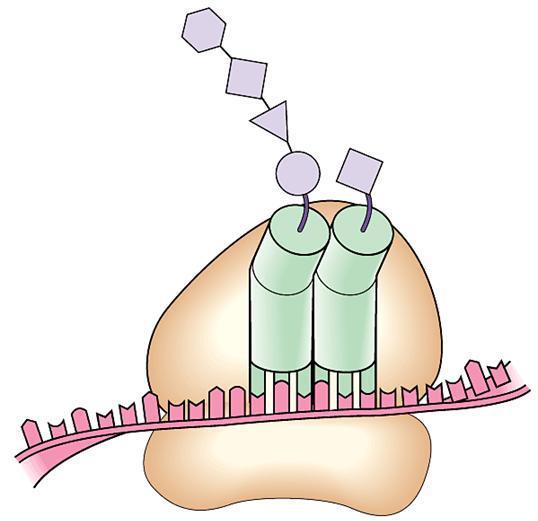 translation new amino acid Animations: http://www-class.unl.