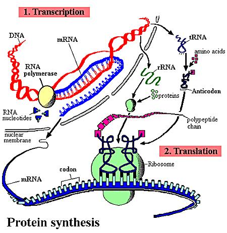 Protein Processing a polypeptide is only the primary shape of a protein the R groups of the amino acids will cause the polypeptide chain to fold and bond with other polypeptides many proteins also
