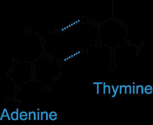 Nitrogenous Bases 2 kinds: purines and pyrimidines Purines - adenine and