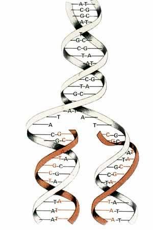 using Chargaff s (base-pairing) rule what sequences will be complementary to: ATTCGCTAACGG CGGTTACCGAAT DNA Replication DNA Replication Replication = process of copying DNA occurs at many places