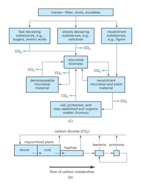 Soil Carbon Cycle Biochar Low nutrient load