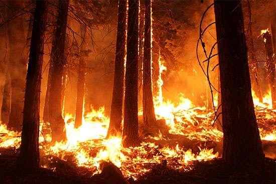 Wildfire Rising temps & changes in precipitation can lead to prolonged drought conditions Rising temps can lead to more frequent lightning o o Ecosystems most susceptible to wildfire are