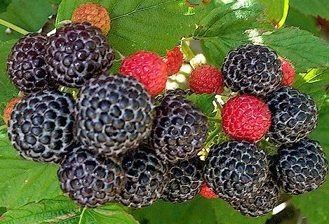 Detection of Polymorphism in Black Raspberry Monomorphic SSRs Large numbers of SSR primers from Rubus species were