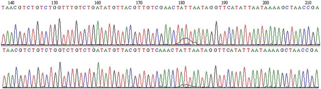 Sequencing of PCR fragments in parental genotypes can be useful Identify genotype of parents (haplotypes) Confirm segregation if 1:1 or reasons for