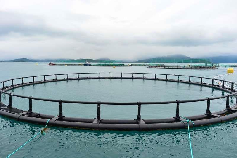 A salmon farm in Norway. (Artur Widak/NurPhoto) What makes aquaculture great is that we can produce seafood from nothing, he said.