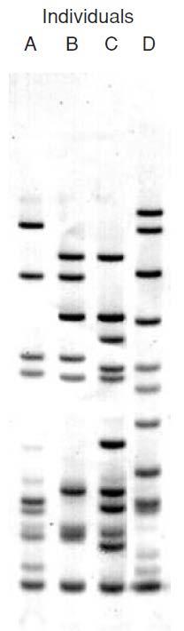 VNTR DNA Fingerprint Run