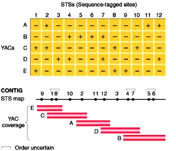 STS (sequence-tagged sites 序列标记位点 ) A DNA sequence,