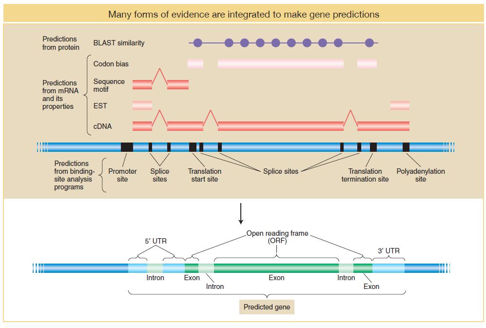 Predictions of mrna and polypeptide structure from genomic DNA sequence depend on an integration