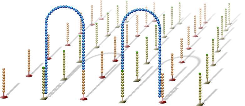 Bridge Amplification Single-stranded molecules flip over to hybridize to adjacent primers