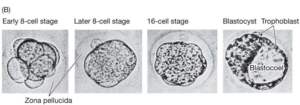 Embryonic stem cells (ESC) Embryonic stem cells are obtained from the inner cell mass of