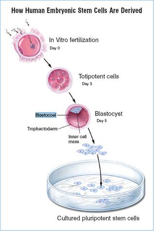 CONCEPTS AND PRINCIPLES OF STEM CELL RESEARCH and THE RELEVANCE TO MEDICINE Stem cells can be obtained from the human embryo or from somatic tissue - hence stem cells are called embryonic stem cells