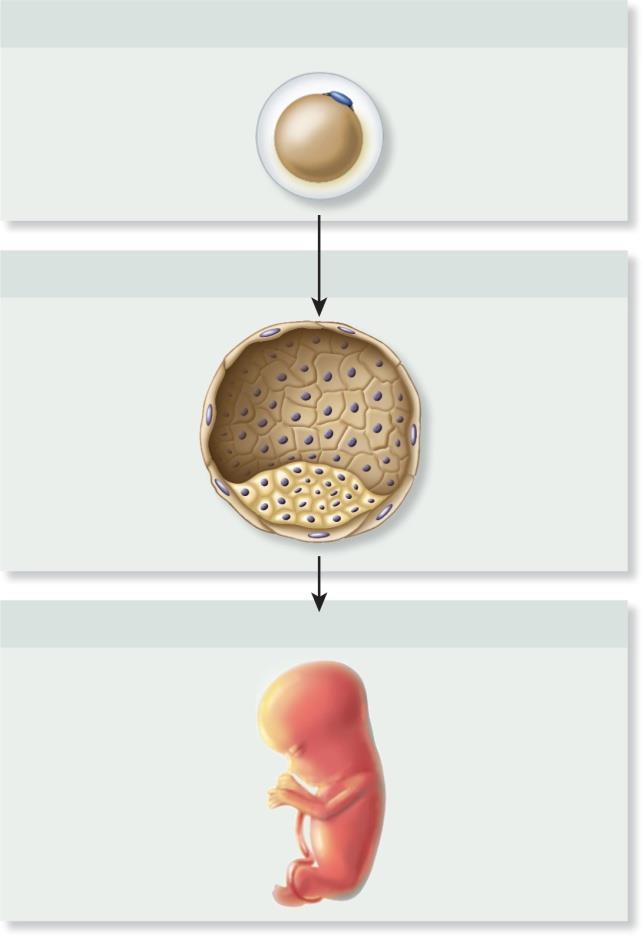 cells are multipotent (bone marrow cells) or unipotent (skin