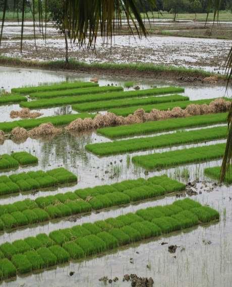 Adaptation and Mitigation in Rice production Climate change impacts on agriculture and food security In Vietnam for ex: GHG emissions from agriculture accounted up 70% CH4 and 90% N2O, and estimated