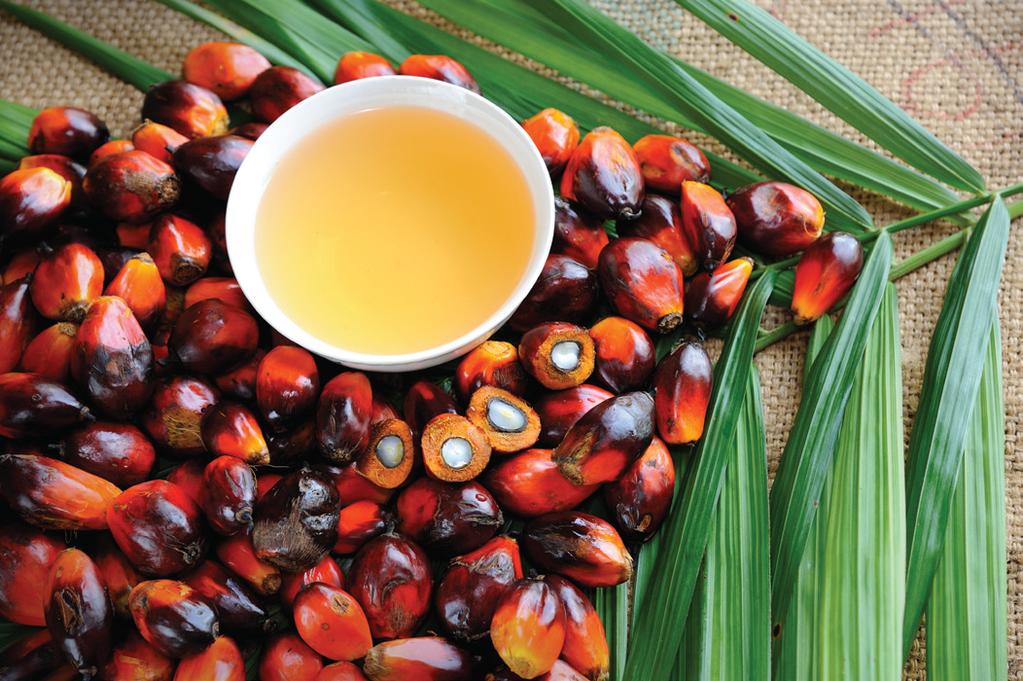 Palm Oil Action Plan