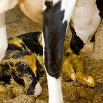 Calving direct Calving direct index describes the bull s offspring s genetic potential to be born easily and alive.