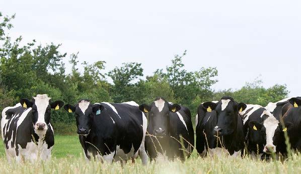 Longevity Longevity index describes the bull s daughters genetic potential for a long productive life. The index includes breeding value for time from first calving to the end of third lactation.