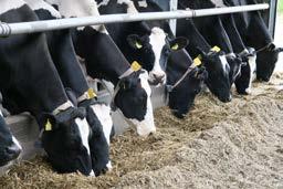 For Holstein, 1 NTM unit has a value of 10 Euro per cow and year under Nordic conditions.