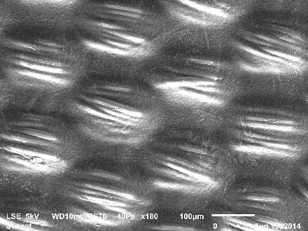 (A) uncoated, (B) 30% 10-minute coated after 1 week degradation and (C) 30% 10-minute coated after 2 weeks degradation The SEM micrographs show the emergence of the underlying filaments of the weave
