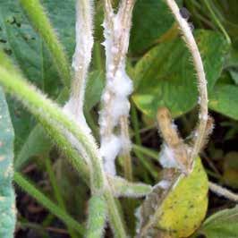 Sclerotinia white mould Top yield-robbing disease in soybeans, with yield losses of up to 75%. Syngenta s research capabilities ensure growers have excellent solutions to Sclerotinia white mould.