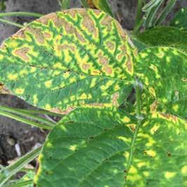 Sudden death syndrome (SDS) Caused by the fungal disease Fusarium virguliforme. Potentially linked with soybean cyst nematode (SCN) as nematode feeding allows the entry of secondary pathogens.