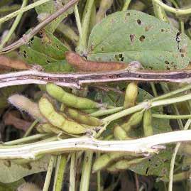 Brown stem rot (BSR) Pathogen survives in crop debris. Infection occurs early in season but foliar symptoms appear when pods begin to fill (R3-R4). Pith will show brown discoloration.