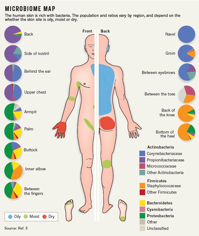 The Human Skin Microbiota - Diversity Elisabeth A. Grice, Nature Rev Microb. 2011 Yiyin Erin Chen, J Am Acad Dermatol 2013 The NIH HMP Working group et al Genome Res. 2009 Skin Microbiome diversity.