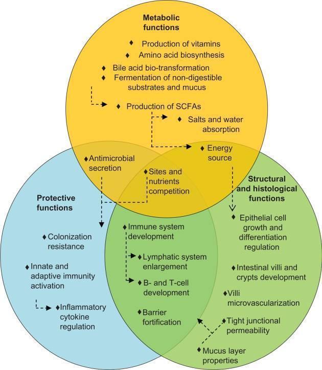 The Human Microbiome : A Key Physiological Role In Human Health Gut microbiome : 3 main beneficial functions Metabolic functions Protective functions Structural and histological functions Link