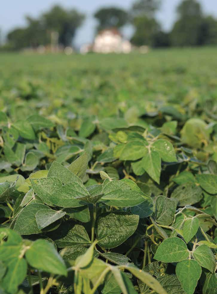 SOYBEANS The soybean may be the second-mostplanted crop in the United States, but it is number one as a plant-based source of protein.