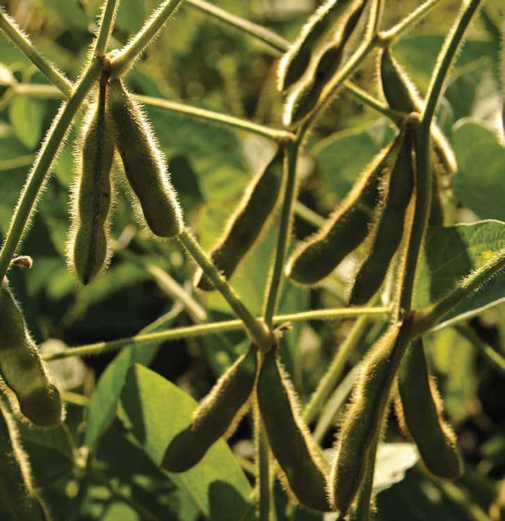 We are proud to add value to our producer-owners soybeans starting from the ground up with sensibly priced soybean varieties designed to help you realize higher yields.