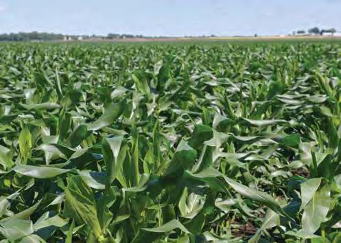 HYBRID AGRONOMICS DISEASE RESISTENCE HERBICIDE SENSITIVITY PRODUCT Population Recommendation Drought Tolerance Corn on Corn Gray Leaf Spot