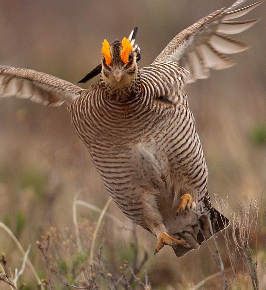 Lesser Prairie-Chicken initiative About ninety-five percent of the lesser prairie-chicken range falls on private lands, making conservation