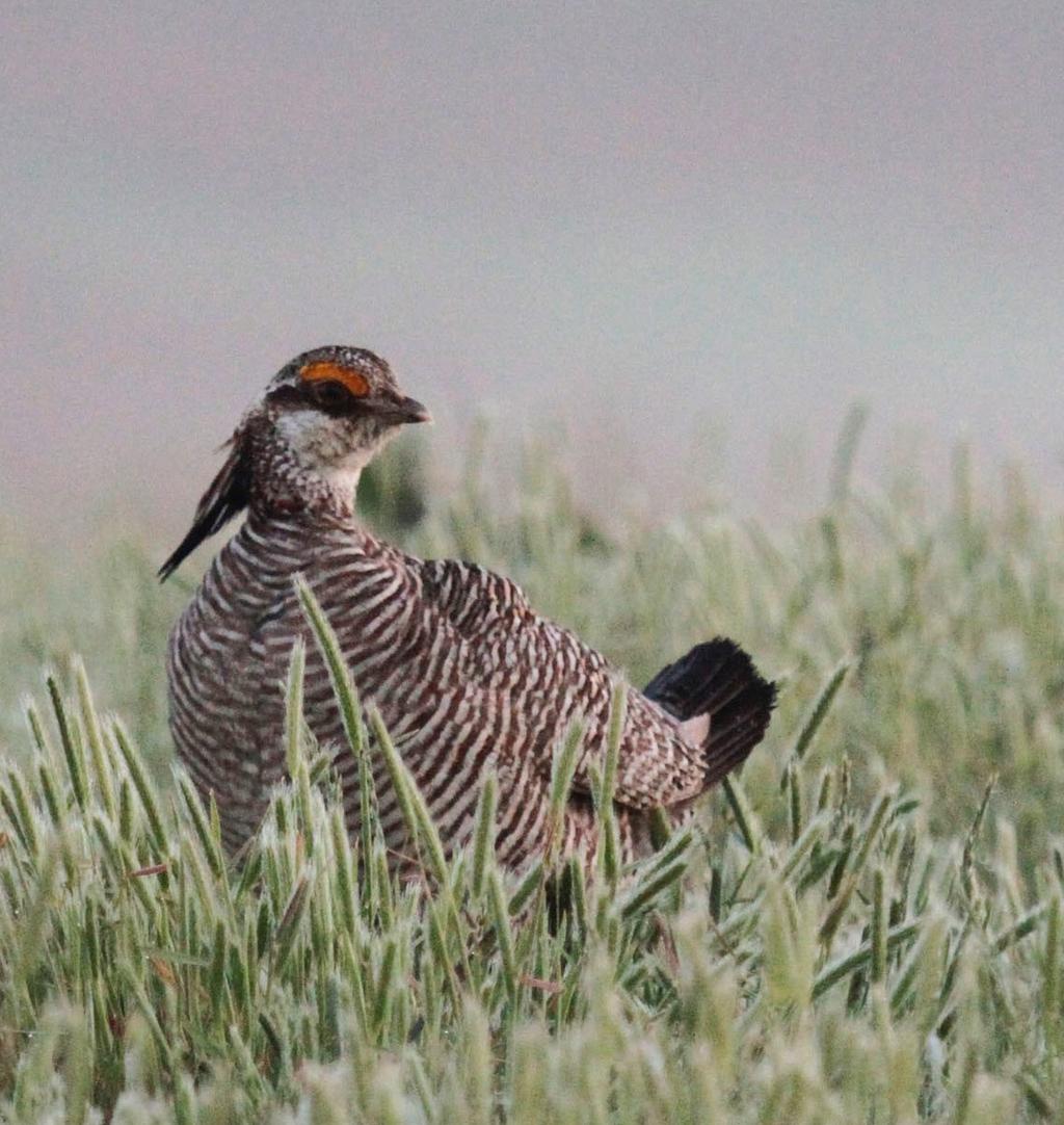 Lesser Prairie-Chicken initiative With nearly all habitat under private ownership, lesser